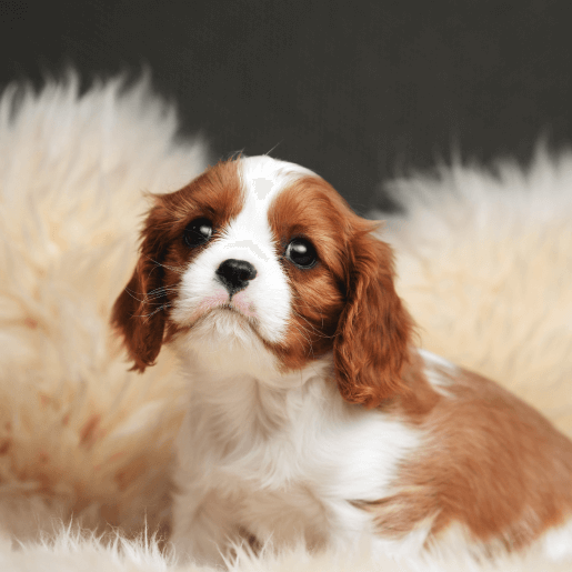 Puppy & Kitten Care