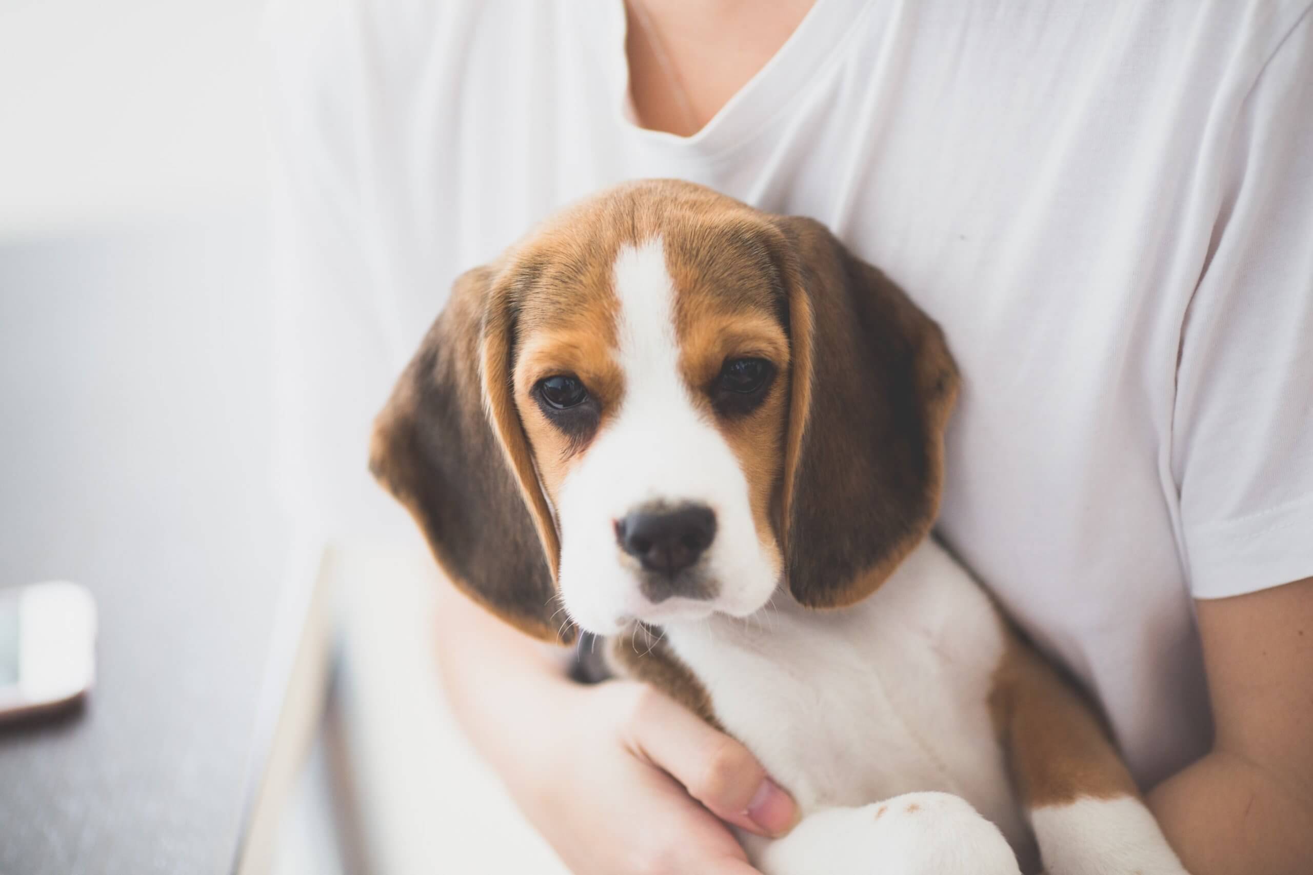 Protect Your Pet From Household Poisons